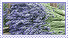 Hellooooo! Could you make some lavender stamps please? Both the flower and the color. Thank you <3