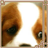 100 x 100 puppy icons i found!