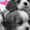 100 x 100 puppy icons i found!