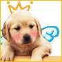 100 x 100 puppy icons i found!