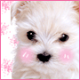 100 x 100 puppy icons i found!