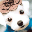 100 x 100 puppy icons i found!