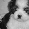 100 x 100 puppy icons i found!