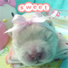 100 x 100 puppy icons i found!