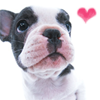 100 x 100 puppy icons i found!