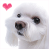 100 x 100 puppy icons i found!